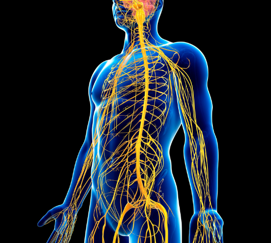 Dr Zab Neural Manipulation Proper Nerve Function